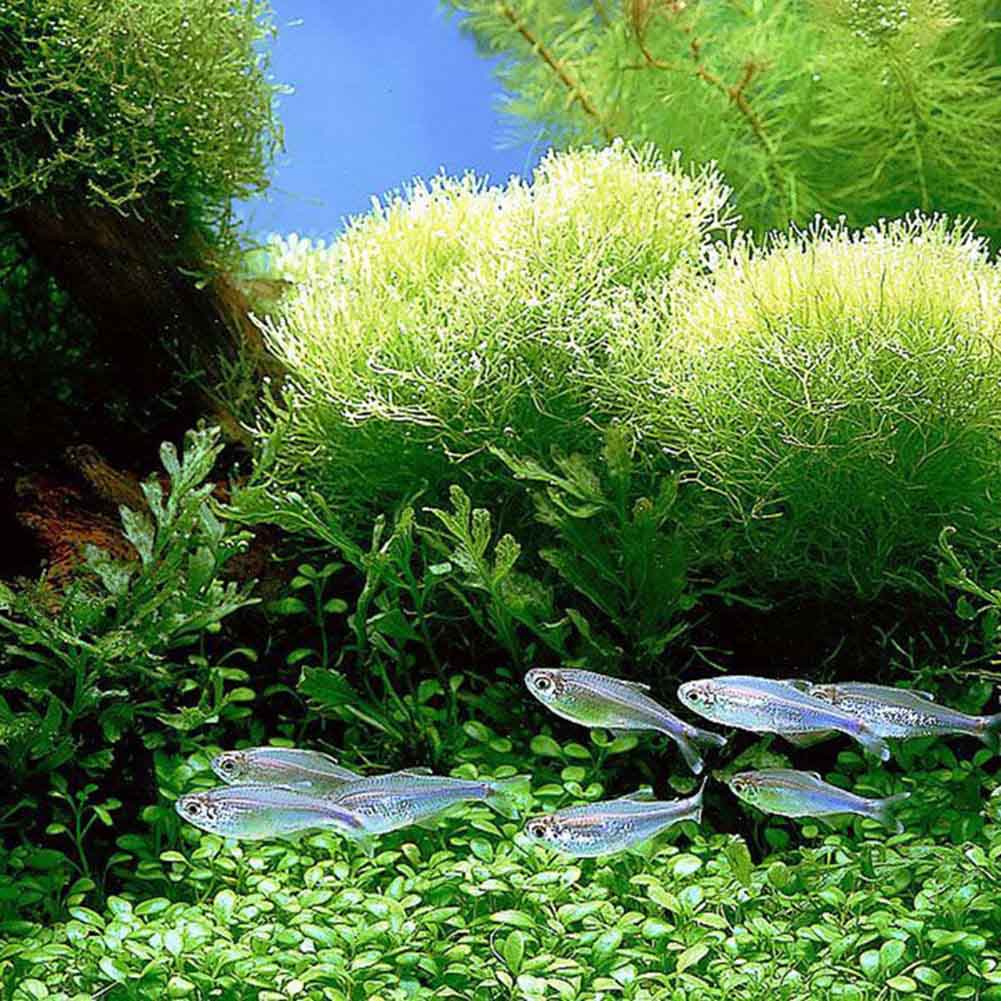 1000x Aquarium Grass Mixed Seeds Water Aquatic Home Fish Tank Plant Decor HOT US 