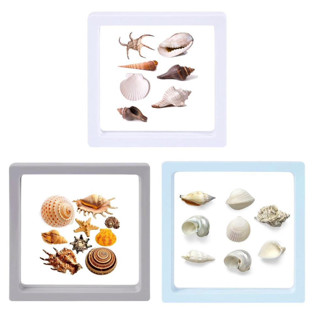 Acrylic Magnetic Seashell Display Box Seashell Storage Box Decorative Organizer