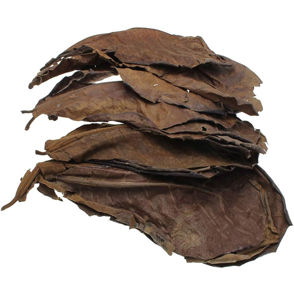 50pcs Almond Leaves Fish Aquarium Care Catappa Indian Ketapang Leaf ShrimpBetta - Picture 12 of 13